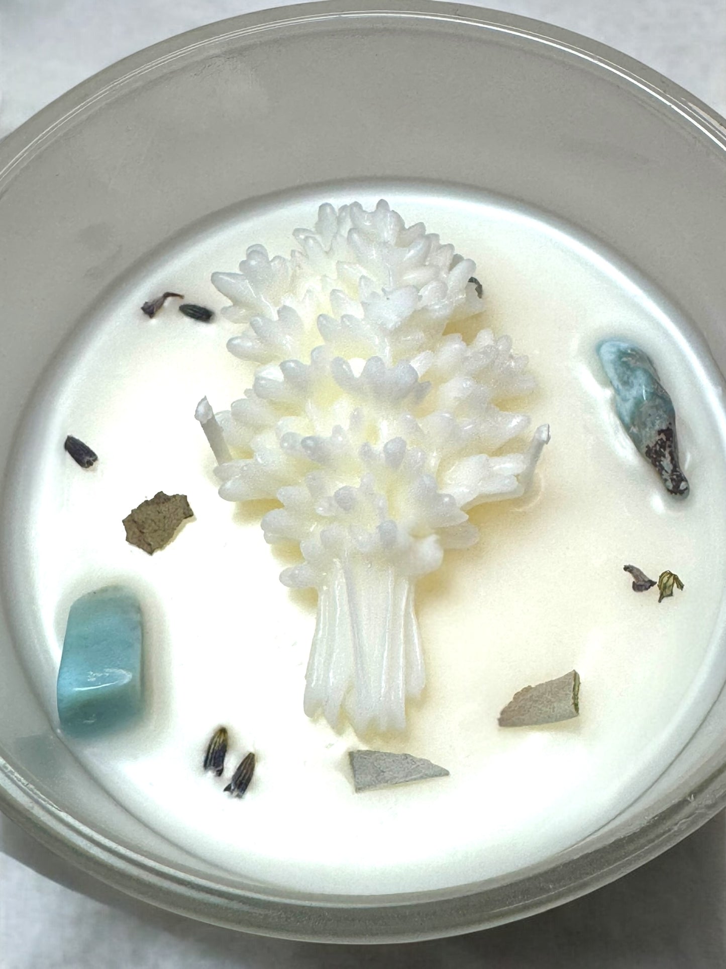 Oceanic Stillness Coconut Apricot Candle (L)